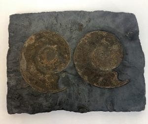 Ammonite Fossil Plate