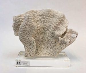 Black Cup Coral