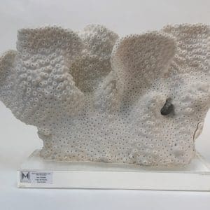 Black Cup Coral with Small Clam