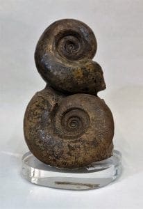 Double Ammonite Fossil