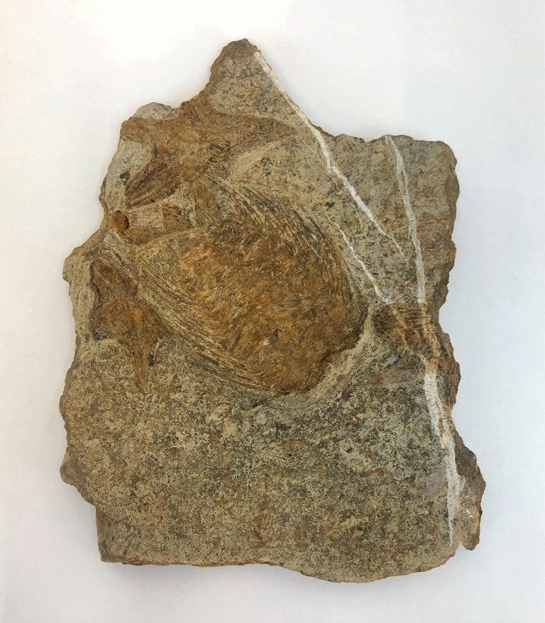 Fossil Plate