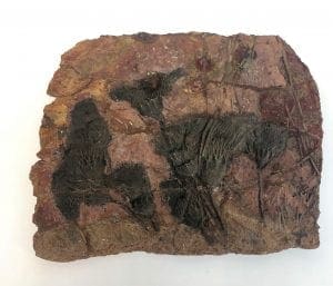 Plant Fossil Plate