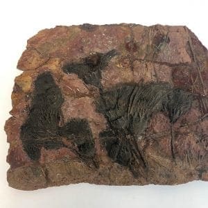 Plant Fossil Plate